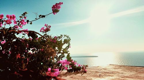 Close-up of flower tree by sea against sky