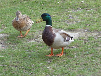 Ducks on field