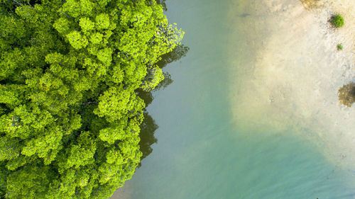 High angle view of tree by sea