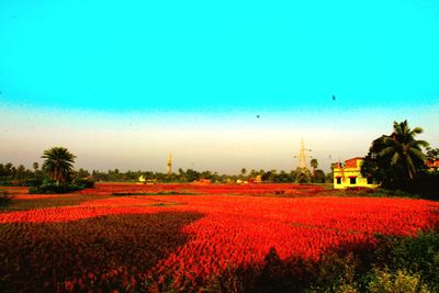 Scenic view of field against clear sky