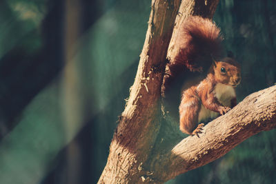 Monkey on tree trunk