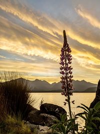 Plants by sea against sky during sunset