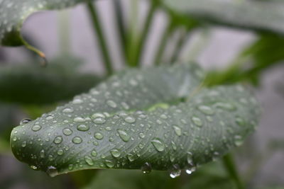 Close-up of raindrops on leaf