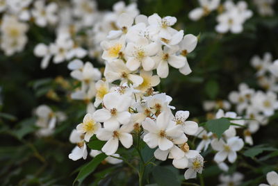 Close-up of white flowering plant