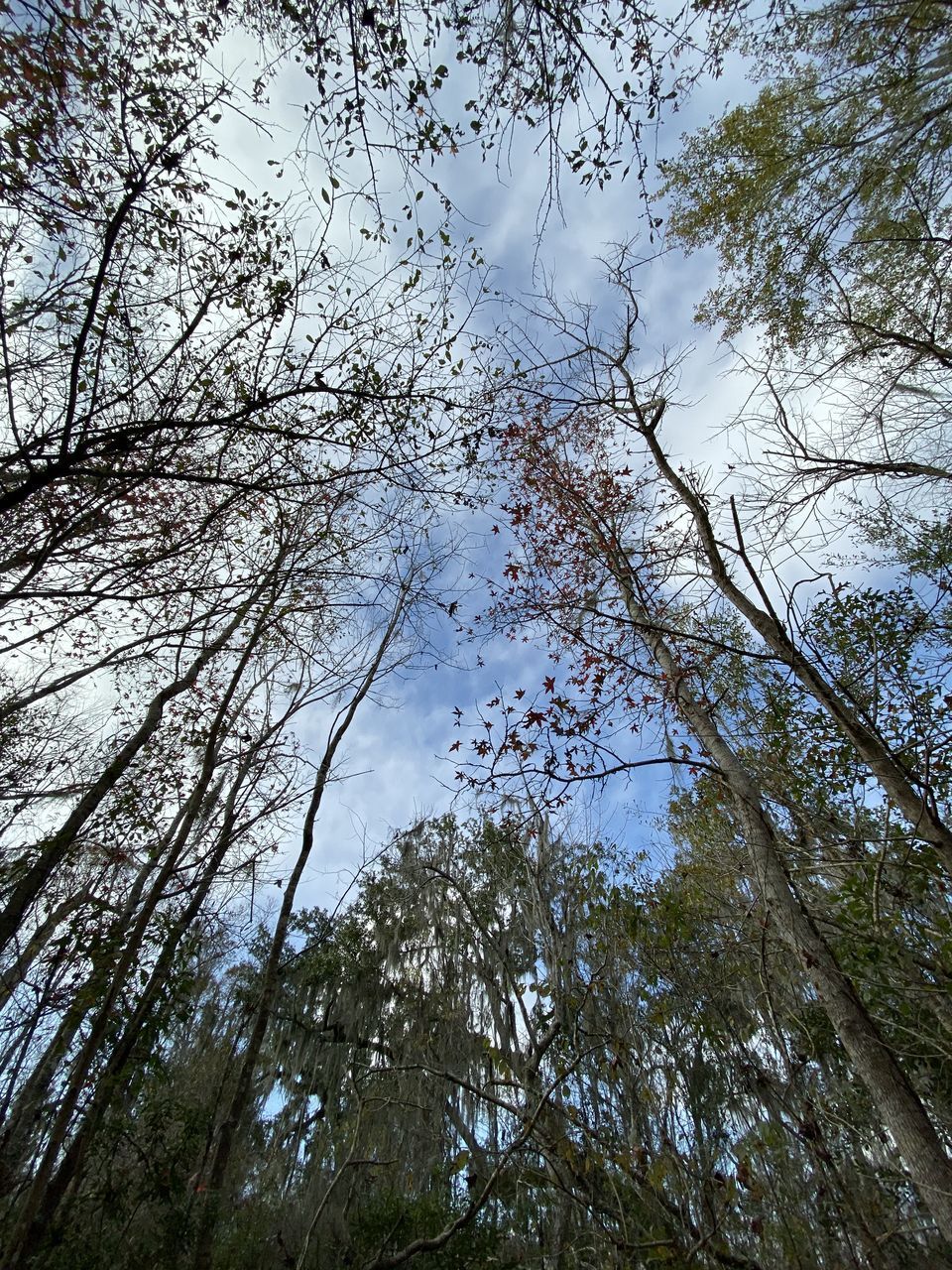 LOW ANGLE VIEW OF TREE AGAINST SKY