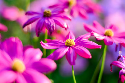 Close-up of pink cosmos flowers