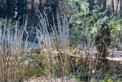 Close-up of spider web against plants