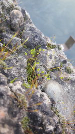 Close-up of moss on rock