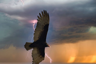 Low angle view of bird flying against cloudy sky