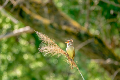 Close-up of bird perching on plant