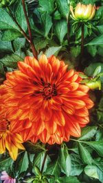 Close-up of flowers blooming outdoors