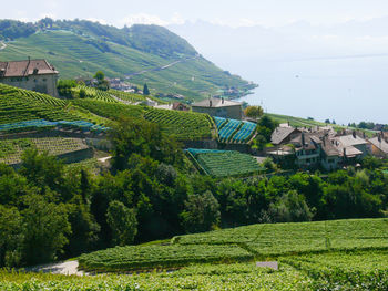 View of vineyard in town