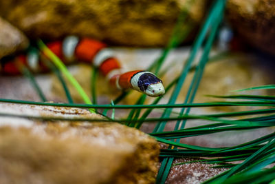 Close-up of ladybug on rock