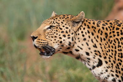 Close-up of giraffe