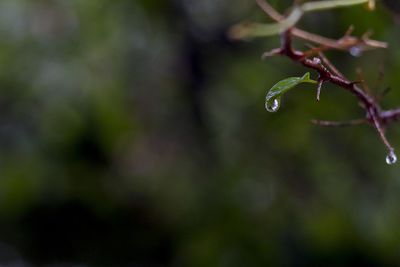 Close-up of wet plant during rainy season