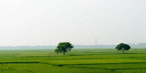  big banyan tree in agriculture field.