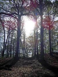 Sunlight streaming through trees in forest
