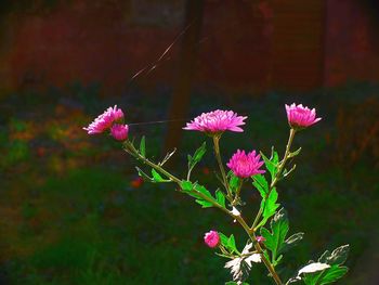 Close-up of pink flowers blooming outdoors