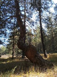 View of a forest