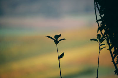 Close-up of silhouette flowering plant against sky during sunset