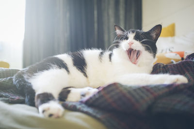 Cat lying on bed at home