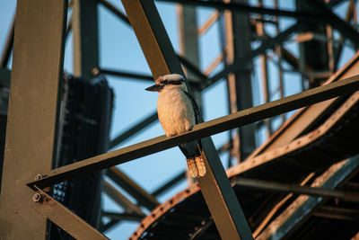 Low angle view of kookaburra perching on metallic structure