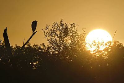 Low angle view of silhouette trees against sky during sunset