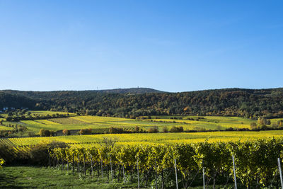 Scenic view of field against clear sky