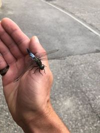 High angle view of hand holding insect