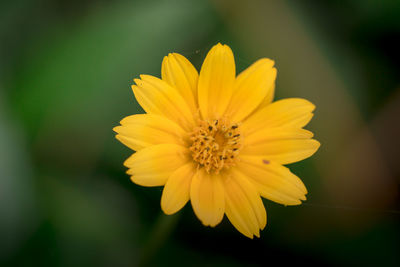 Close-up of yellow flower blooming outdoors