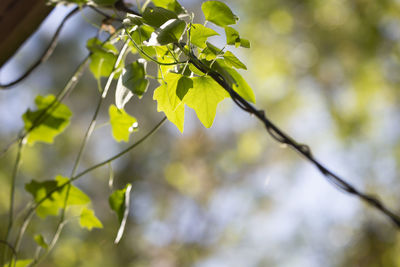 Green, leafy vine growing on a phone line