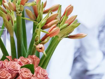 Close-up of red flowering plant