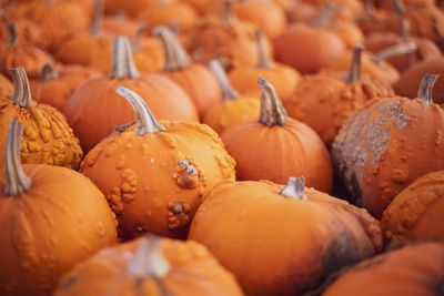 Full frame shot of pumpkins