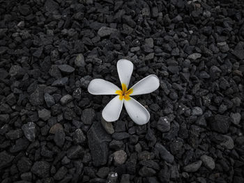 High angle view of white flower on rock