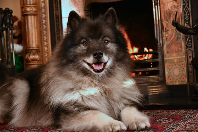 Close-up portrait of dog relaxing at home