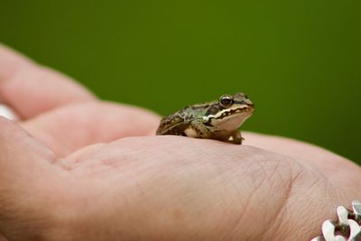 Close-up of hand holding lizard