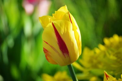 Close-up of yellow flower