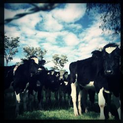 Close-up of dog against clear sky