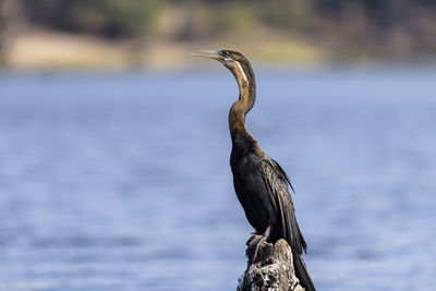 Bird perching on lake