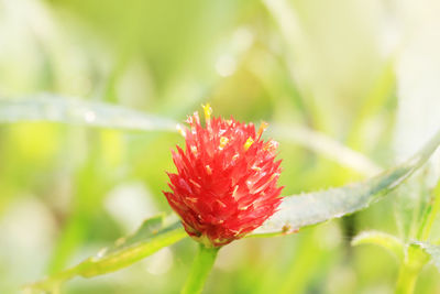 Close-up of red flower