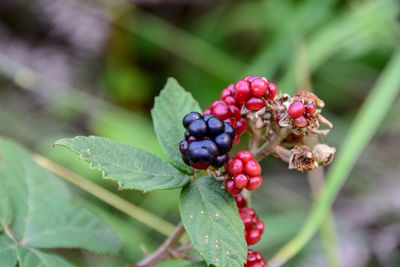 Close-up of red berries growing on plant