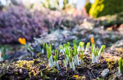 Close-up of plants on field