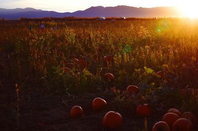 Pumpkin field against mountains