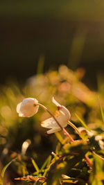 Close-up of flowering plant