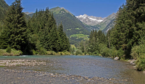 Scenic view of river amidst trees against sky