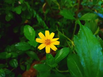 Close-up of yellow flower blooming outdoors