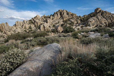 White wildflowers blooming in meadow with rock formations in eastern sierra nevada california usa