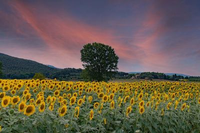 Scenic view of sunflower field against cloudy sky