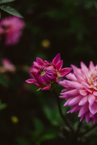 Close-up of pink flowering plant