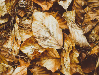 Full frame shot of dry autumn leaves